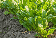 Garden sorrel plant: Toxic to rabbits.