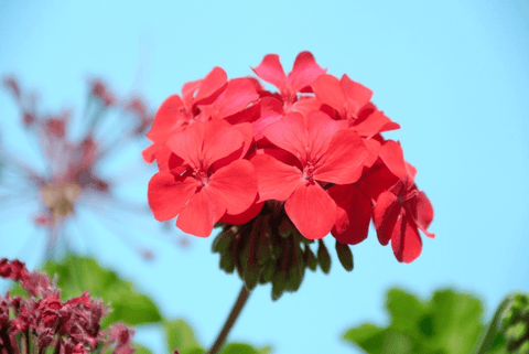 Geranium plant, toxic to rabbits.
