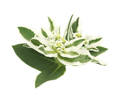 Poisonous Ghostweed plant, avoid!