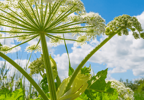 Giant Hogweed: Toxic plant for pets