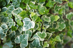 Glacier Ivy: Toxic plant for rabbits