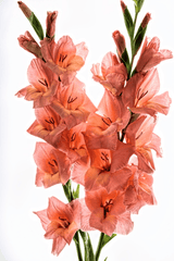 Gladiola flower: Toxic to rabbits.