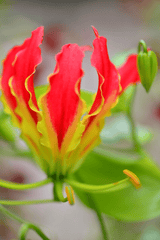 Glory Lily: Poisonous plant for rabbits.