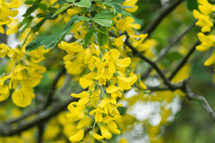 Golden Chain Tree: Poisonous, yellow flowers