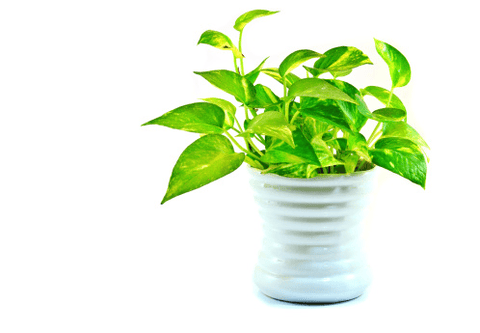 Golden Pothos plant, toxic to rabbits.
