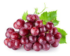 Grapes as a rare rabbit treat