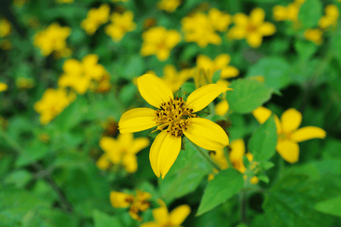 Green-and-gold plant: poisonous to pets.