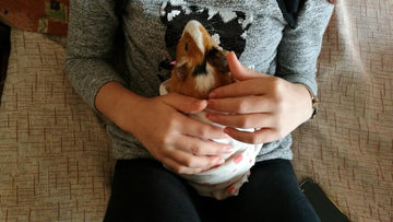An owner holds and snuggles their guinea pig.