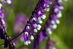 Hairy vetch plant, toxic to pets
