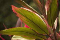 Hawaiian Ti plant: Colorful leaves, toxic to pets.