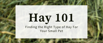 Hay 101: Finding Right Hay for Small Pets