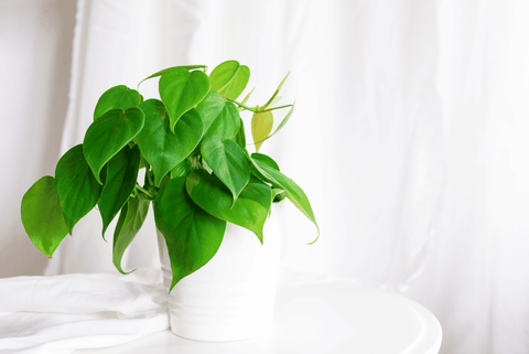 Heartleaf philodendron: toxic to pets