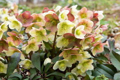 Toxic hellebore plant, avoid for pets.