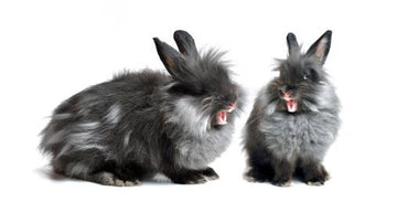 Two grumpys black and grey rabbits.