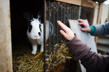 A black and white rabbit sitting in its hutch while the pet owners observe.