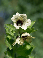 Poisonous Henbane plant with yellow flowers.