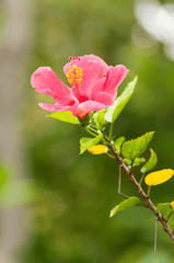 Hibiscus flower for pet treats.