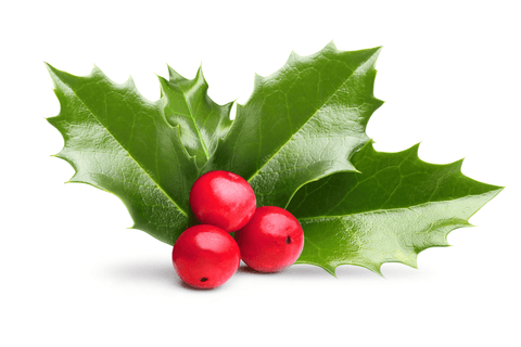 Holly: toxic plant with sharp leaves and berries.