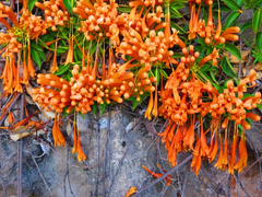 Honeysuckle plant: unsafe for rabbits.