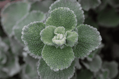 Horehound plant, toxic to rabbits.