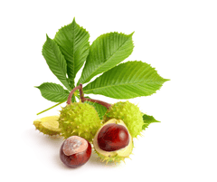 Horse Chestnut plant: toxic to rabbits.