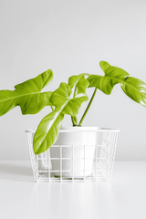 Horsehead Philodendron: Toxic to Pets