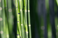 Horsetail reed: toxic to rabbits.