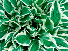 Hosta plant with purple flowers, pet treat option.