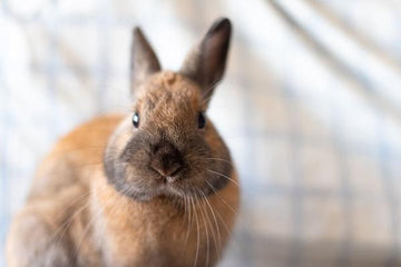 A small brown rabbit posing for a photo.