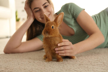A small brown rabbit playing on the carpet with their owner.