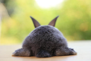 A small grey rabbit's bum.