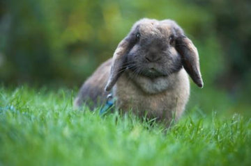 A fluffy grey rabbit enjoying time in the green grass.