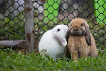 Two small rabbits enjoying each others company on green grass.