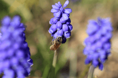 Hyacinth flower, poisonous to rabbits
