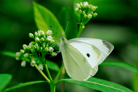 Poisonous Indian hemp plant, toxic to pets.