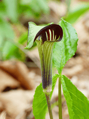 Poisonous Indian Turnip plant – avoid.