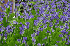 Indigo plant: toxic to pets.