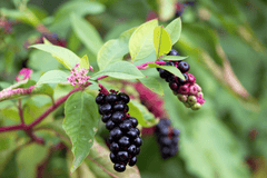 Inkberry plant, toxic to rabbits.