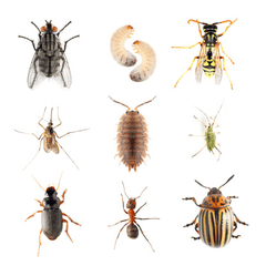 Illustration of insects: Avoid feeding to pets.