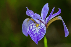 Iris flower, toxic to rabbits.