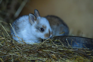 A baby brown and white rabbit sitting on top of delicious hay.