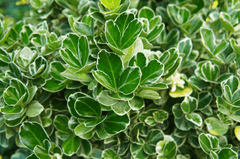 Toxic Japanese Euonymus shrub for pets.
