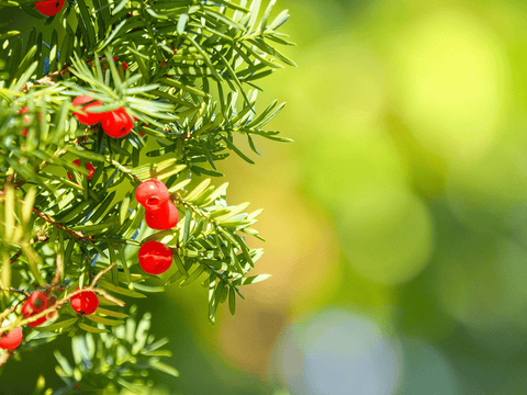 Toxic Japanese yew plant with red berries.