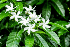 Jasmine plant with white flowers, toxic to pets.