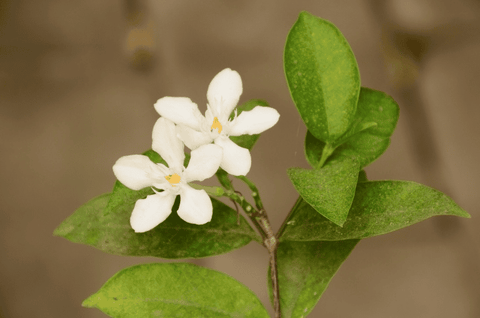 Poisonous Jessamine plant – do not eat.