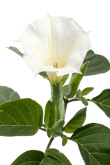 Jimsonweed plant: toxic to rabbits.