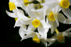 Jonquil flower: Toxic to rabbits.