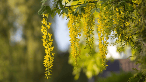 Poisonous Laburnum tree, toxic to rabbits.