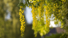 Poisonous Laburnum tree, toxic to rabbits.