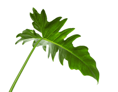 Toxic Lacy Tree Philodendron for pets.